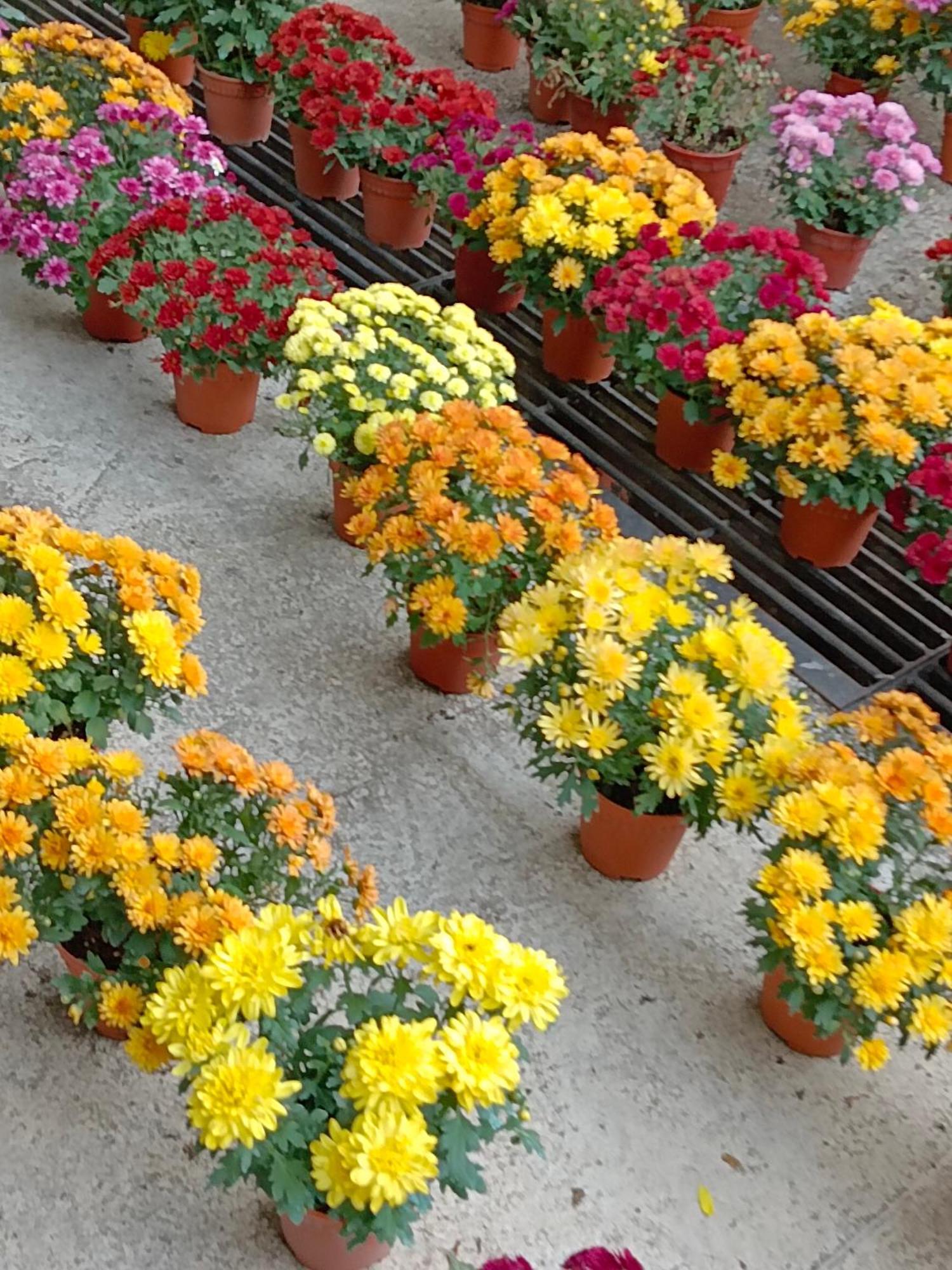 Golden Rose Homestay Cameron Highlands Brinchang Dış mekan fotoğraf